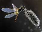 Dragonfly Art Print by Jimmy Hoffman