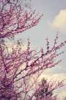 spring photograph no. 18 Art Print