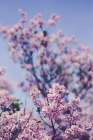 spring lilac flowers and blue sky Art Print