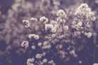 fading autumn Art Print