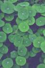 Nasturtium Leaves Art Print