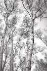 birch trees Art Print
