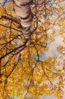 trees became clothed in golden leaves Art Print