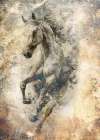 Horse Illustration 02 Art Print