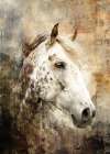 Horse Illustration 05 Art Print