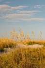 Hilton Head Island II Art Print