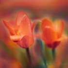Marcowe tulipany Art Print