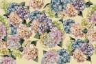 Hydrangeas_Mustard Art Print