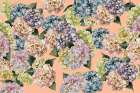 Hydrangeas_Peach Fuzz Art Print