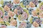 Hydrangeas_Sky Art Print