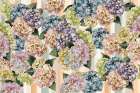 Hydrangeas_Stripes Art Print