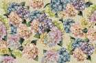 Hydrangeas_Gold Cream Art Print
