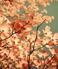 spring arrived with pink flowers Art Print