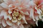 pink dahlia flowers Art Print