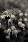 black and white botanical no. 9 Art Print