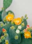 New Mexico Cactus III Art Print