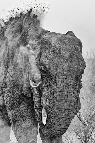 Dust bath Art Print