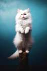 Cat yoga 8 Art Print