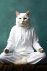 Cat yoga 11 Art Print
