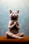 Cat yoga 13 Art Print