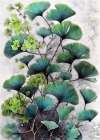 Flowers plant art ginko biloba Art Print