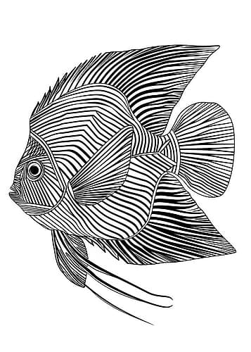 Lines art Fish Art Print