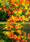 Autumn Reflections Art Print