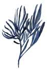 Blue Aquatic Plant Poster 2 Botanical Print