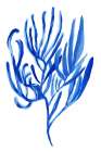 Blue Aquatic Plant Poster 4 Art Print