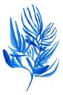 Blue Aquatic Plant Poster 6 Botanical Print