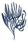 Blue Aquatice Plant Poster 3 Botanical Print