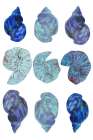 Blue Sea Shells Poster Art Print