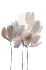 Blush Pink Flowers Art Print