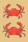 Crab Poster 2 Art Print
