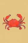 Crab Poster Art Print