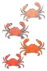 Crabs 1 Art Print