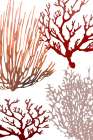 Pink and Red Sea Coral Art Print