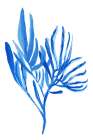 Blue Aquatice Plant Poster 5 Botanical Print