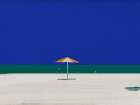 Seagull and beach umbrella 02 Coastal Print