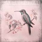 Hummingbird  Romance Pastel Pink Art Print