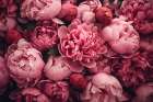 Floral Spring Beauty Art Print