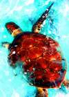 Tortoise animal art Art Print