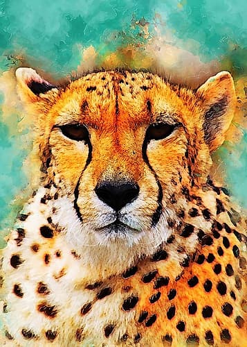 Cheetah animal art Art Print