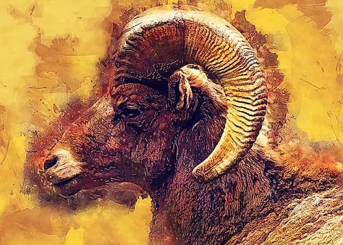 Mouflon animal art Animals Print