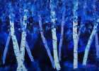 Birch Trees Art Print