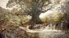 Jungle Forest Art Illustration 05 Art Print
