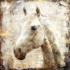Horse Vintage Art Illustration 02 Art Print