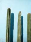 Cacti on Light Blue | Oaxaca Mexico Art Print