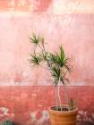 Botanical Oaxaca | Mexico travel photography Art Print
