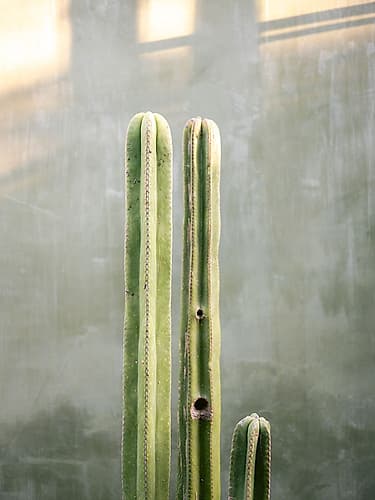 Greens and grey | Cacti in Oaxaca Mexico Modern Print